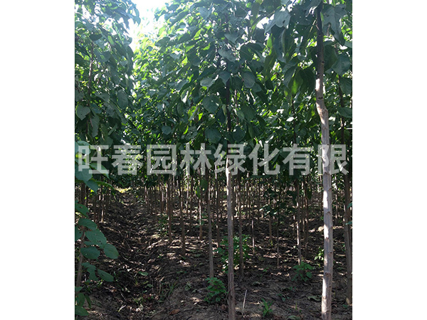 重陽木